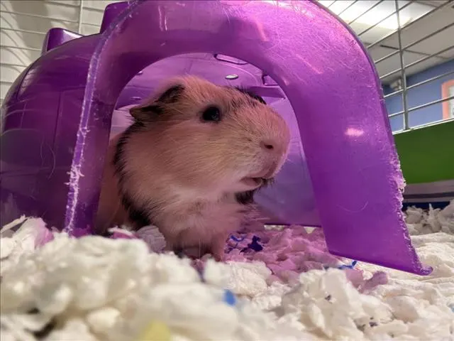 Pot Belly