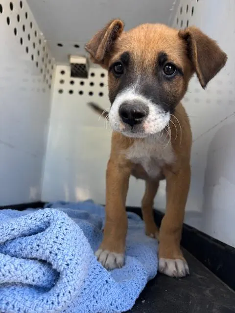 Adoptable Dog