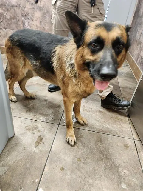 Adoptable Dog