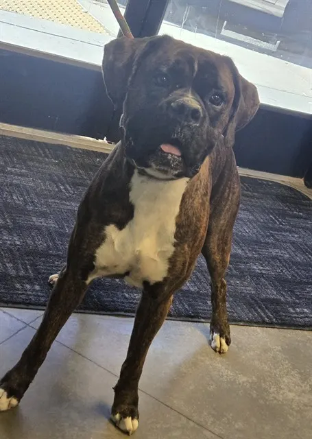 Adoptable Dog