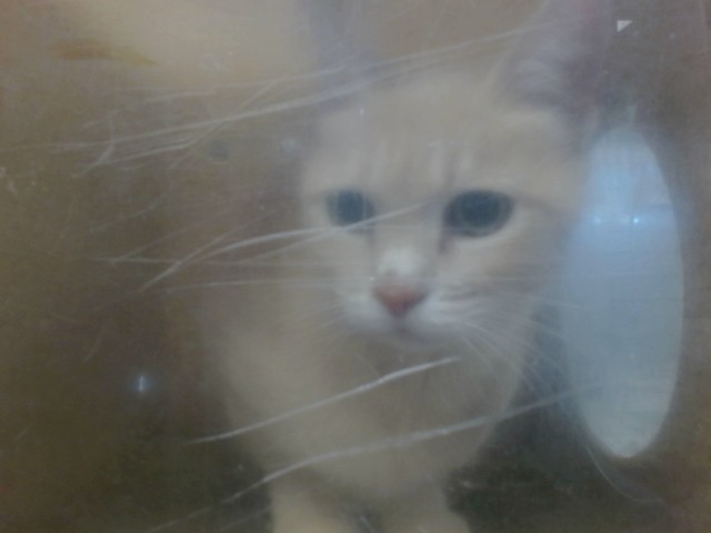 Ms.Cuddles