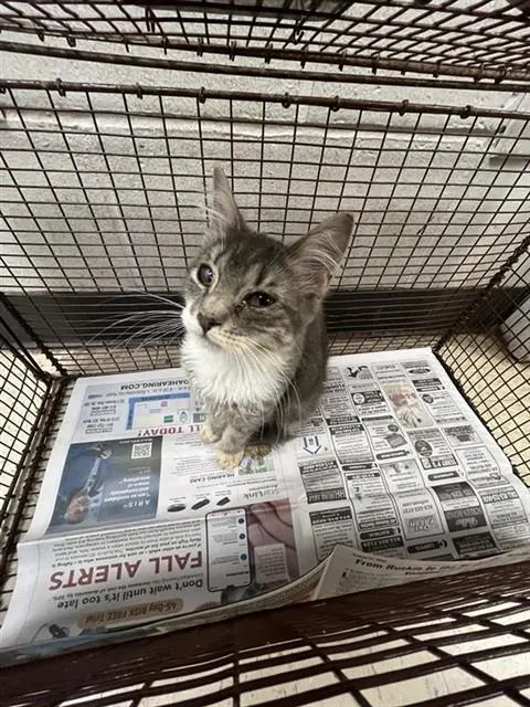 Adoptable Cat