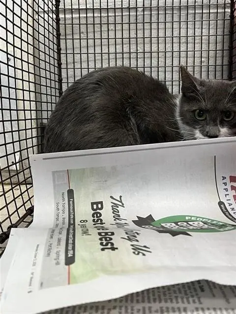 Adoptable Cat