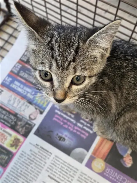 Adoptable Cat