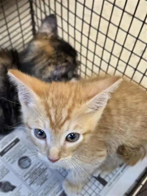 Adoptable Cat
