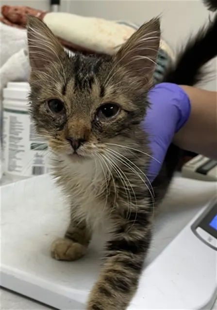 Adoptable Cat