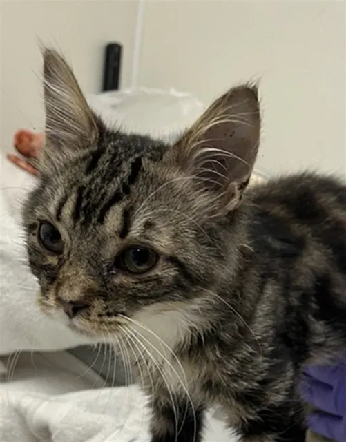 Adoptable Cat