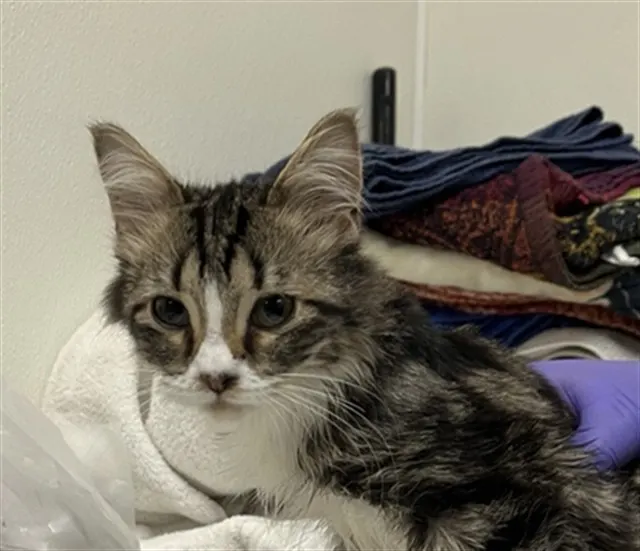 Adoptable Cat