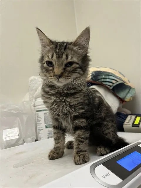 Adoptable Cat