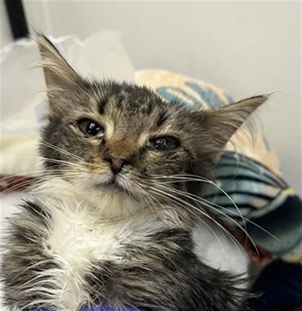 Adoptable Cat