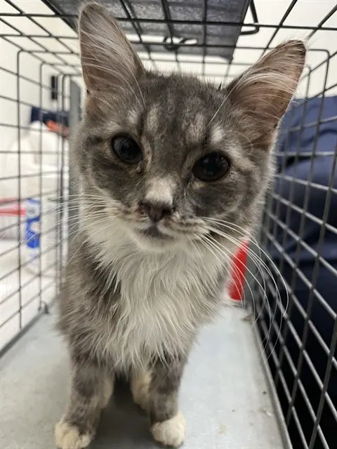 Adoptable Cat
