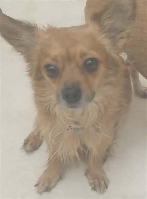Archie