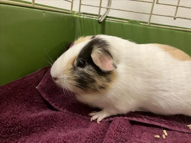 Nutmeg