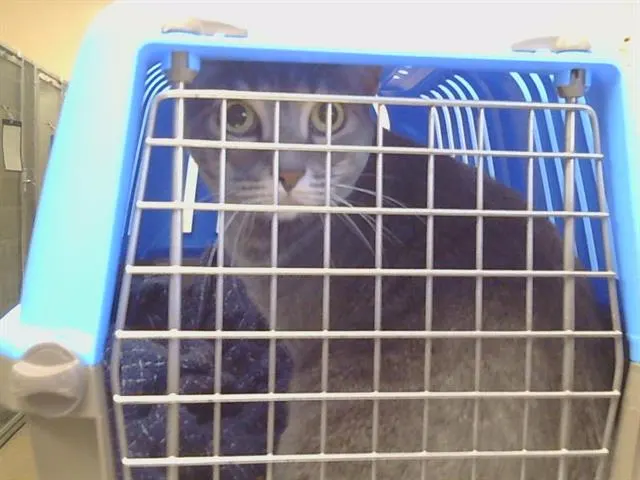 Adoptable Cat