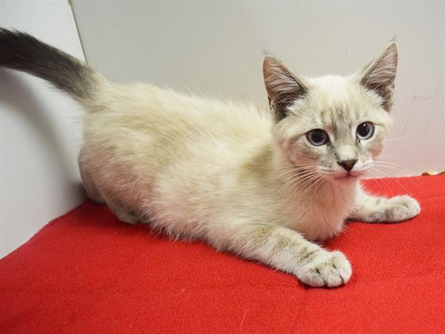Adoptable Cat