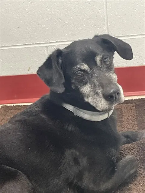 Li'L Smokey