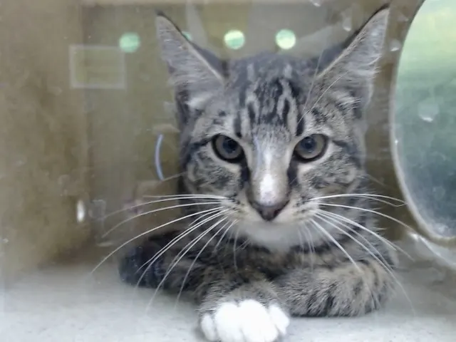Adoptable Cat