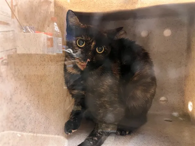 Adoptable Cat