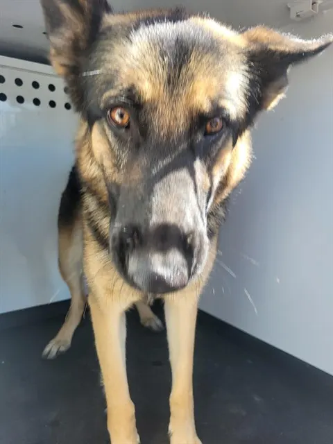 Adoptable Dog