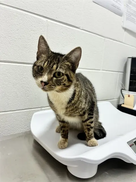 Adoptable Cat