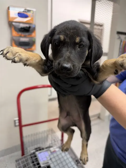 Adoptable Dog