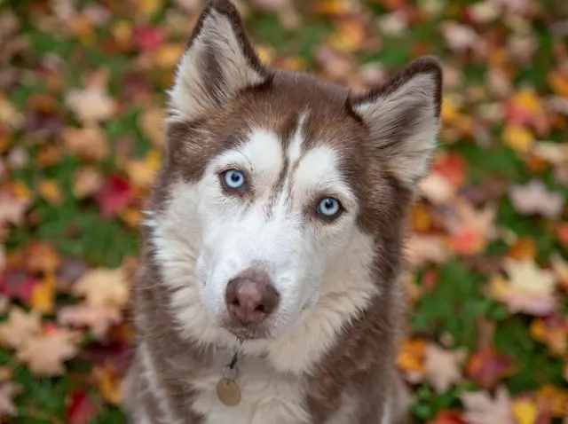 Toby
