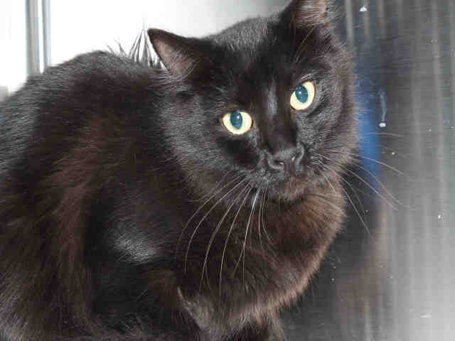 Blackie