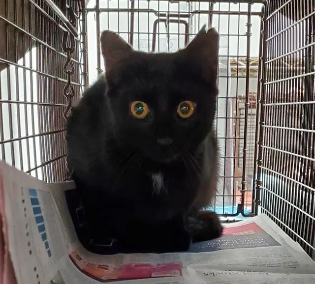 Adoptable Cat