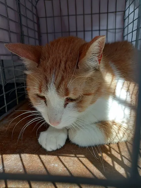 Frankie