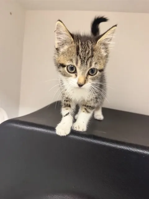 Ella