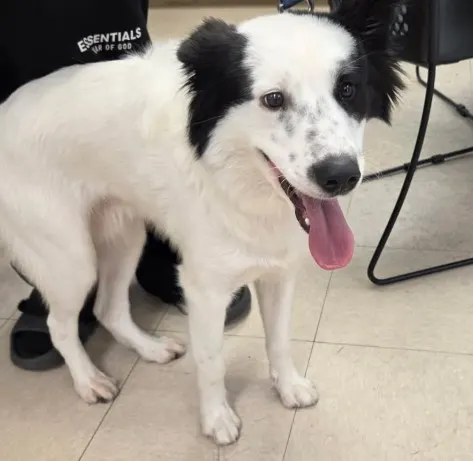 Adoptable Dog