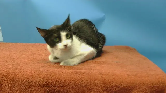 Tiny