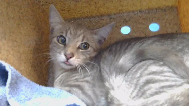 Sweety