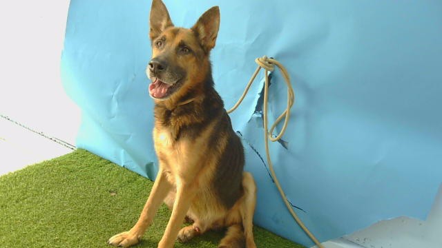 Adoptable Dog