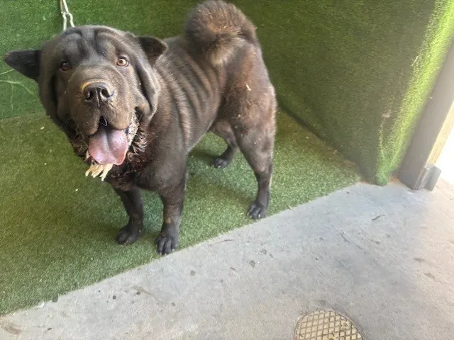 Adoptable Dog