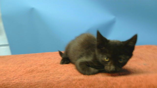 Blacky