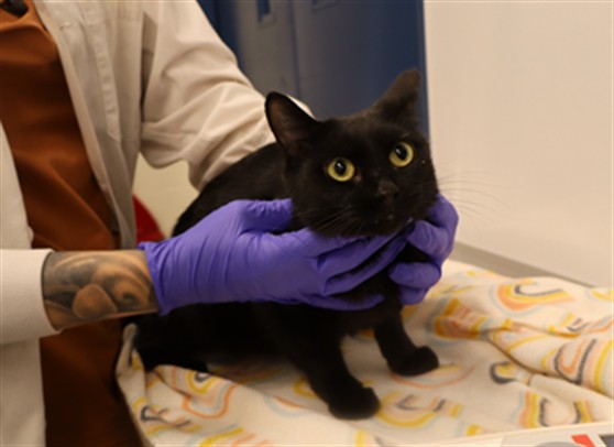 Adoptable Cat
