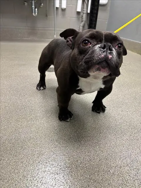 Draco