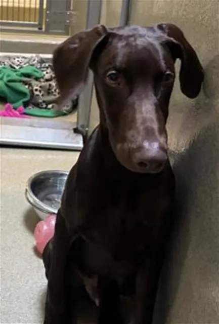 Adoptable Dog