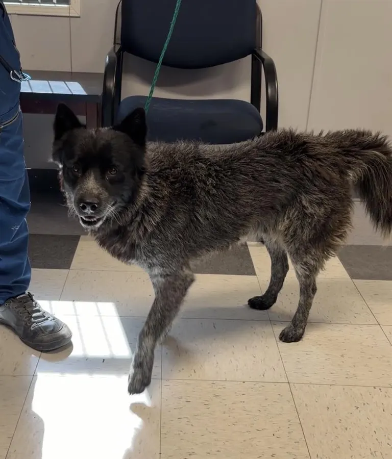 Adoptable Dog
