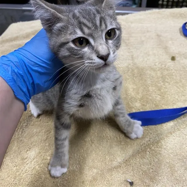 Adoptable Cat