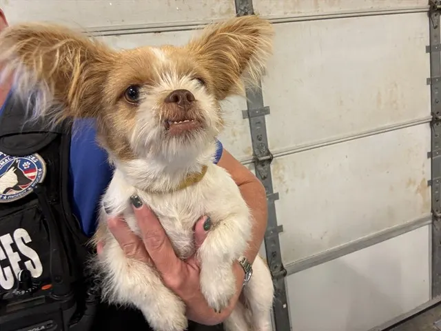 Adoptable Dog