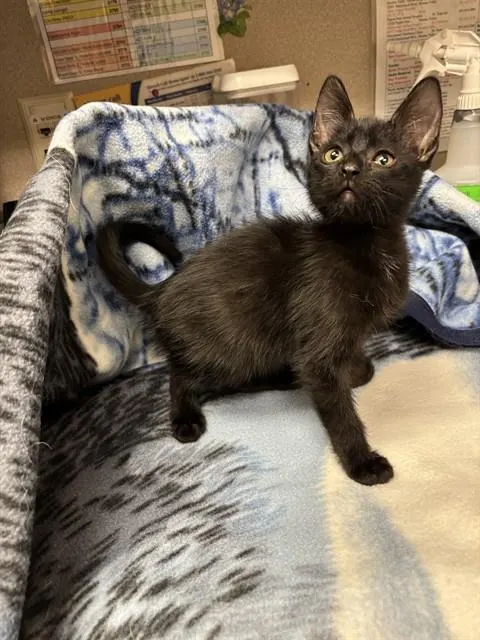 Adoptable Cat
