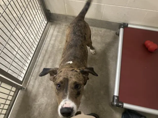 Adoptable Dog