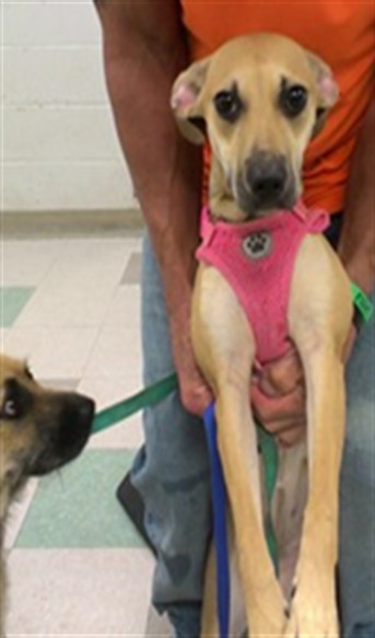 Adoptable Dog