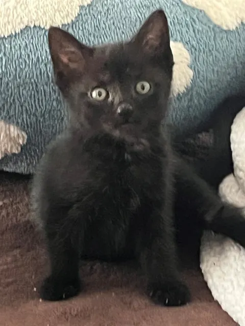 Evie