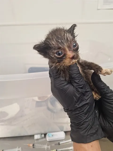 Adoptable Cat