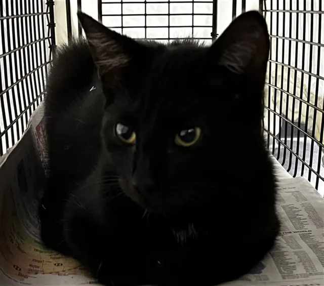 Adoptable Cat