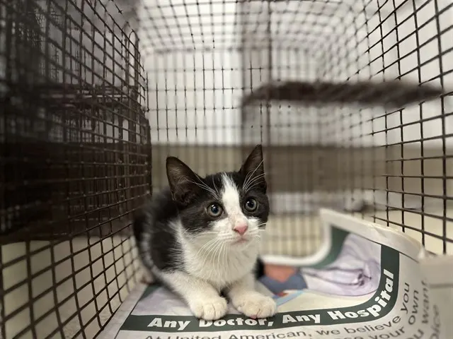 Adoptable Cat