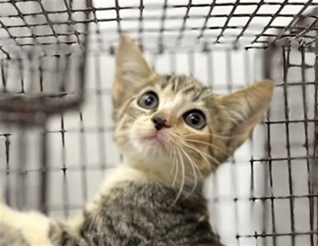 Adoptable Cat